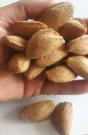 فروش بادام صادراتی